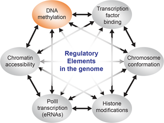 graphic showing regulatory elements in the genome