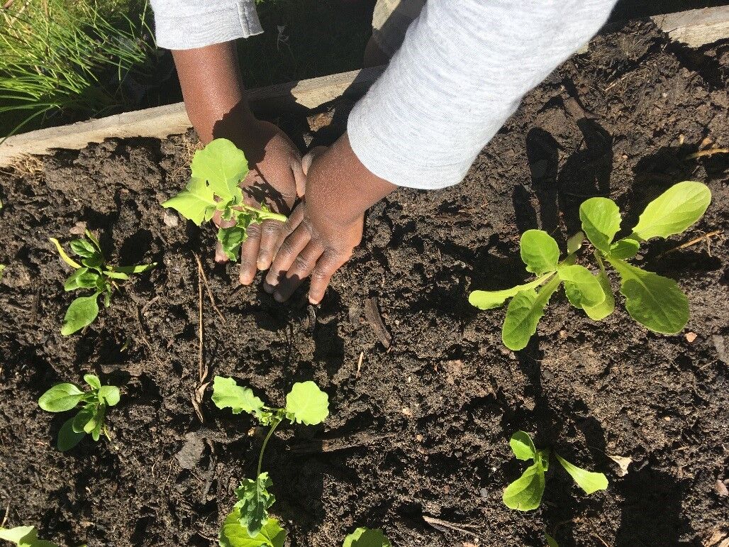 Hands planting plants, shown from above