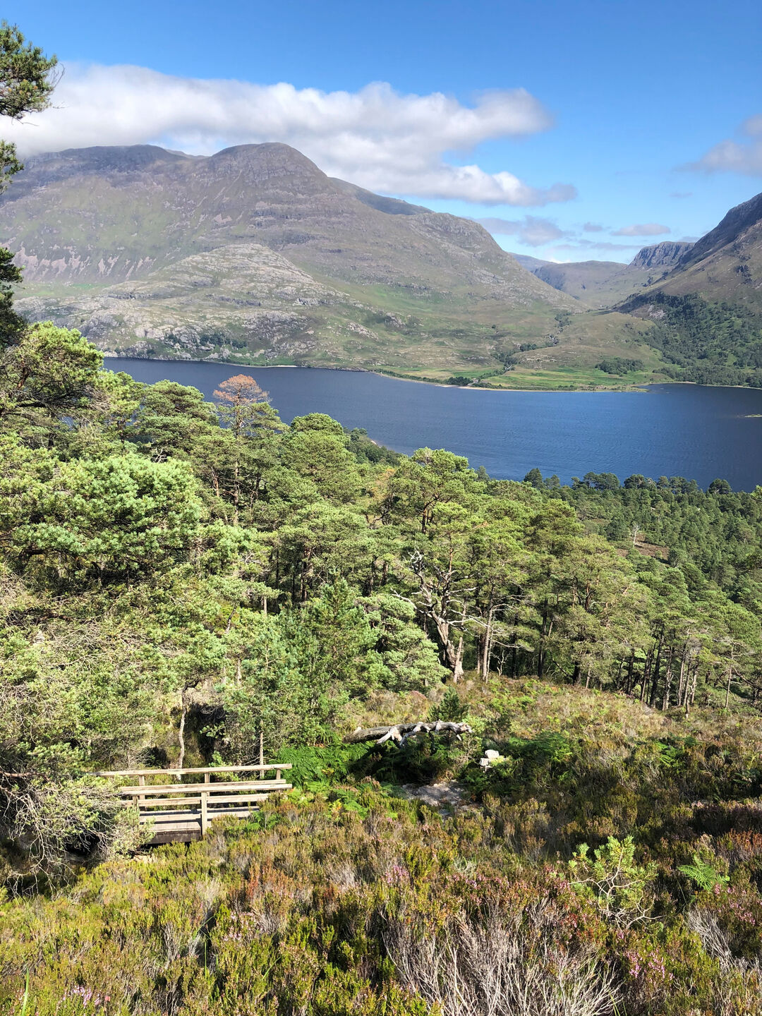 A photo taken from Beinn Eighe showing the wooden bridge nestled in a slight gorge that cuts through an otherwise tree lined area. The trees, which become greener as they move away from the gorge, eventually reach Loch Maree, a still deep blue lake. Behind this, at the other side of the lake, are mountains of average height for the Scottish Highlands, the greenery fading to brown the higher you go. 