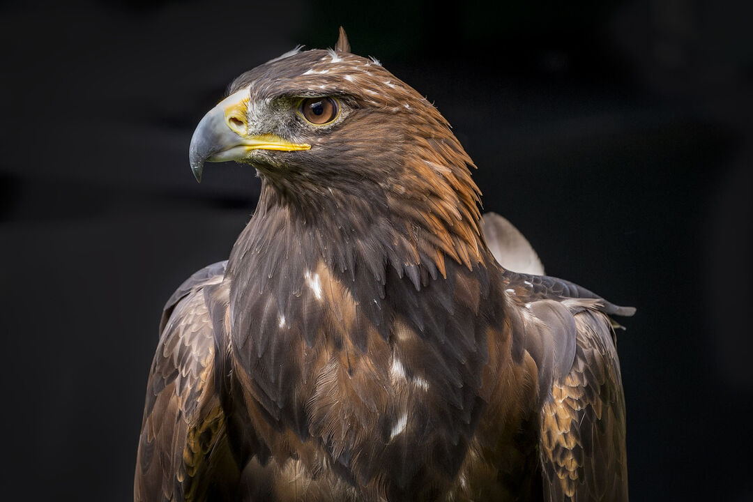 A photograph of the head and upper body of a golden eagle, with a black background