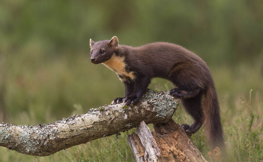 A pine marten perches on a broken branch in the middle of grasslands