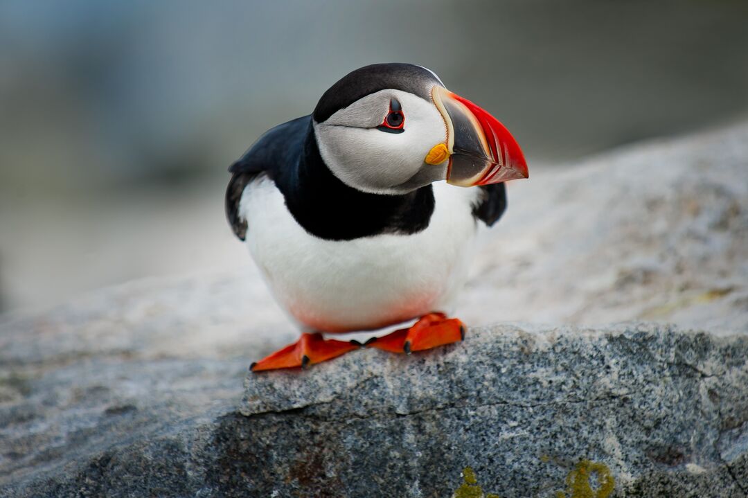 A puffin standing on a rock leaning forward