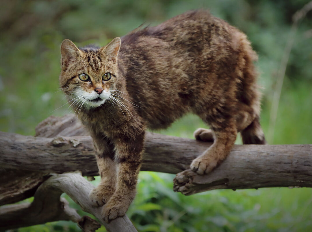 A wild cat looks around as it straddles branches