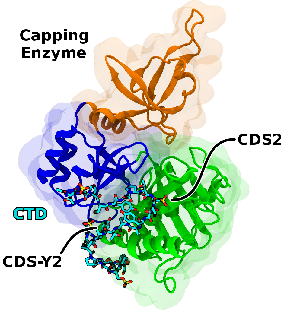 The Capping Enzyme is recruited to the site of transcription by the CTD. The new research identifies novel CTD interaction sites on the Capping Enzyme that are essential for its recruitment and allosteric activation.