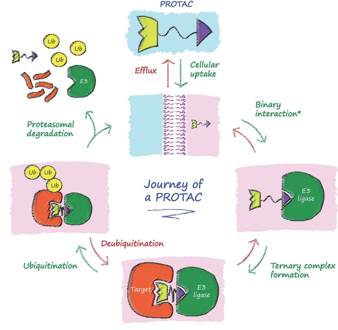 Cartoon depiction each steps along the journey of a PROTAC degrader molecule. Upon treatment, the compound enters into the cell, must bind simultaneously its target protein and E3 ligase, resulting in ubiquitination and ultimately proteasomal degradation of the protein target. Once complete, the PROTAC is free to repeat the cycle. Note: the binary interaction step can occur with either E3 ligase or protein target.  