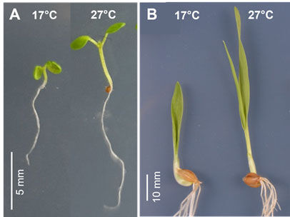 Two photos of seedlings at two stages. One with two leaves sprouting and the other with several roots sprouting