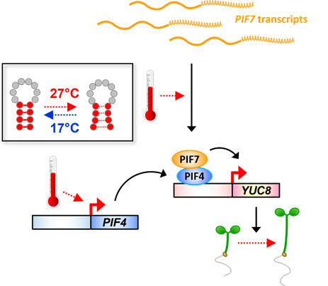 Graphic showing temperature controls of PIF gene expression