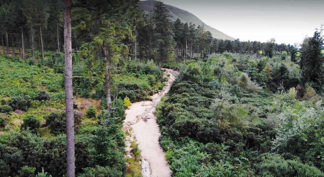 A track running through woodland