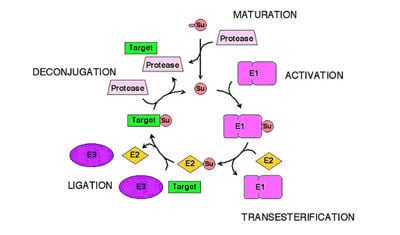 Graphic diagram showing the workflow of SUMA Conjugation