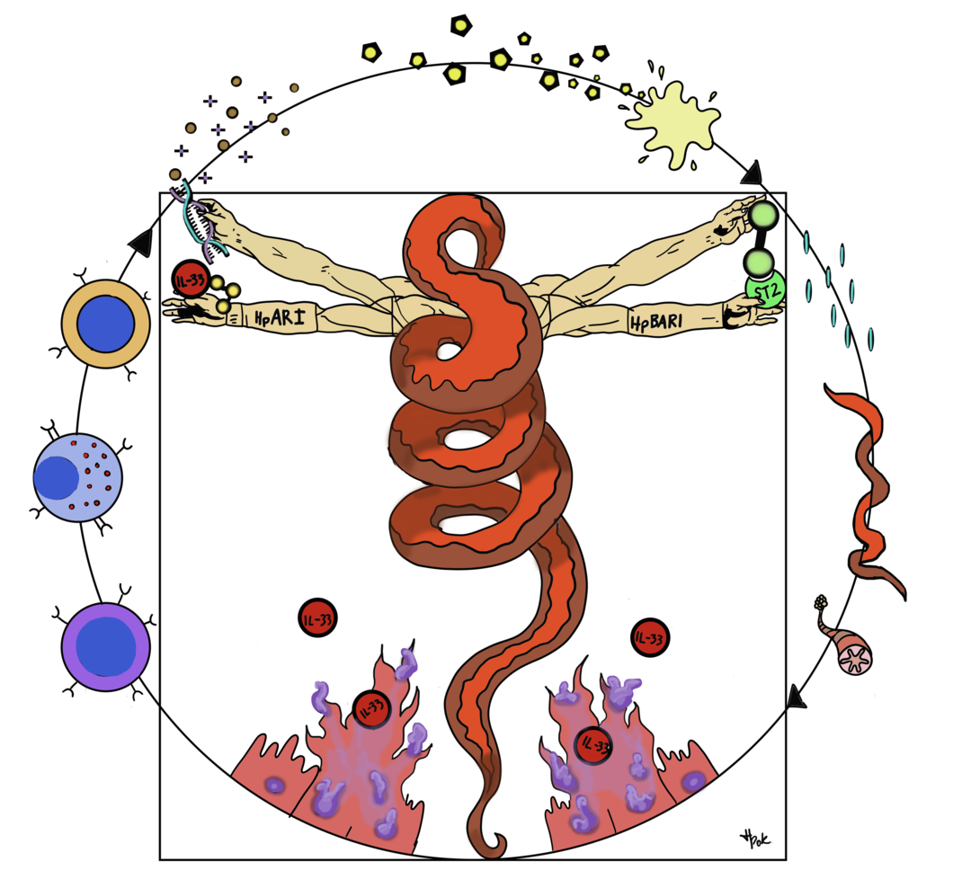 Wormuvian man. This diagram shows the H. polygyrus parasite as Da Vinci’s Vitruvian man, in the centre of the immune responses induced against it. H. polygyrus infection causes necrosis of intestinal epithelial cells, and release of IL-33 (bottom).
