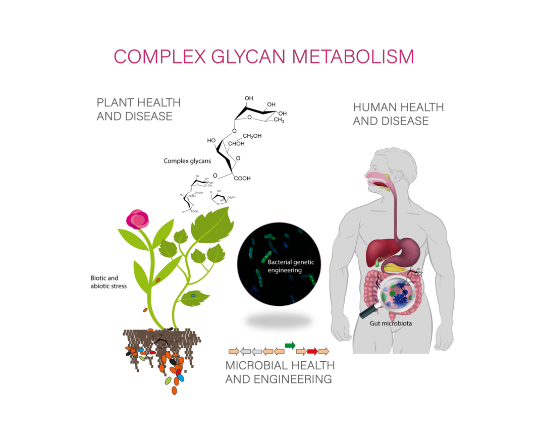 Complex Glycan Metabolism graphic shows the digestion system and plants