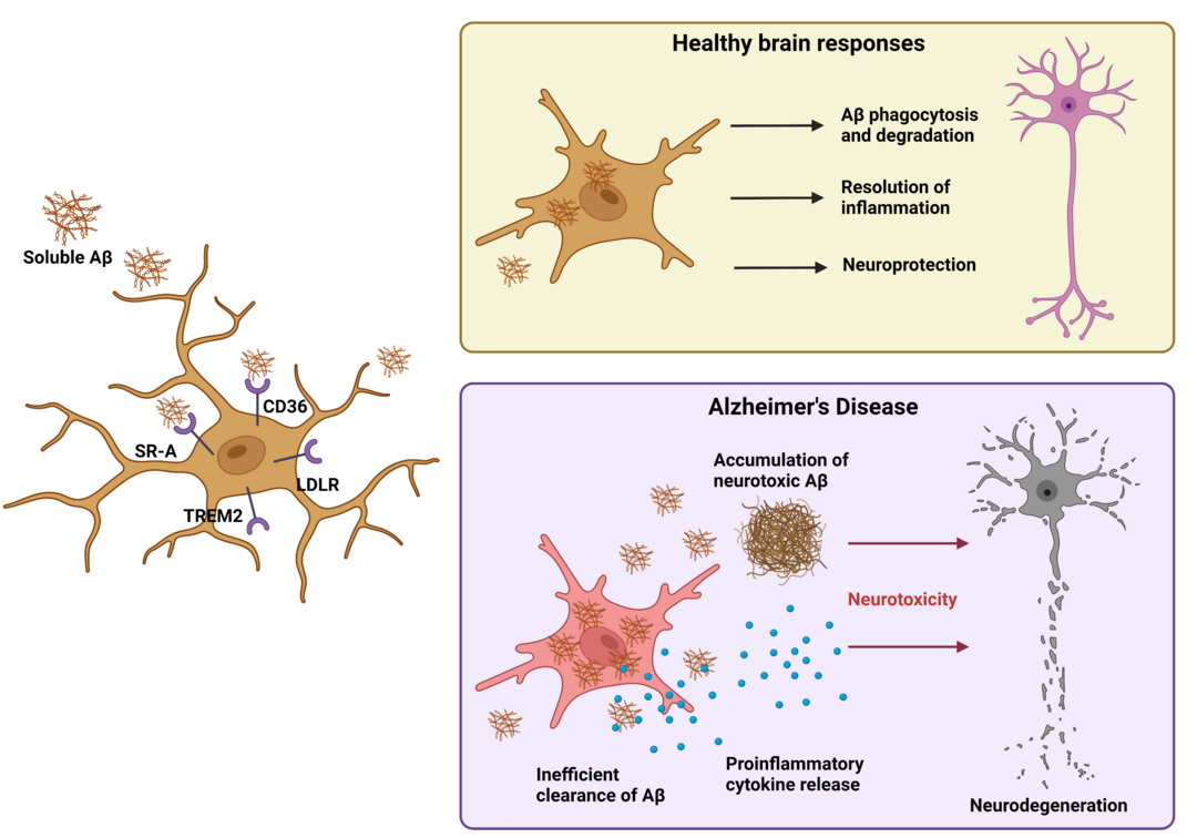 Diagram of microglia 