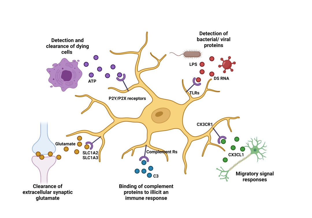 microglia sensome