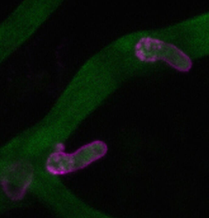 Pathogen spreading through the leaf (green) and secreting the effector (red) from haustoria into the neighbouring plant cell