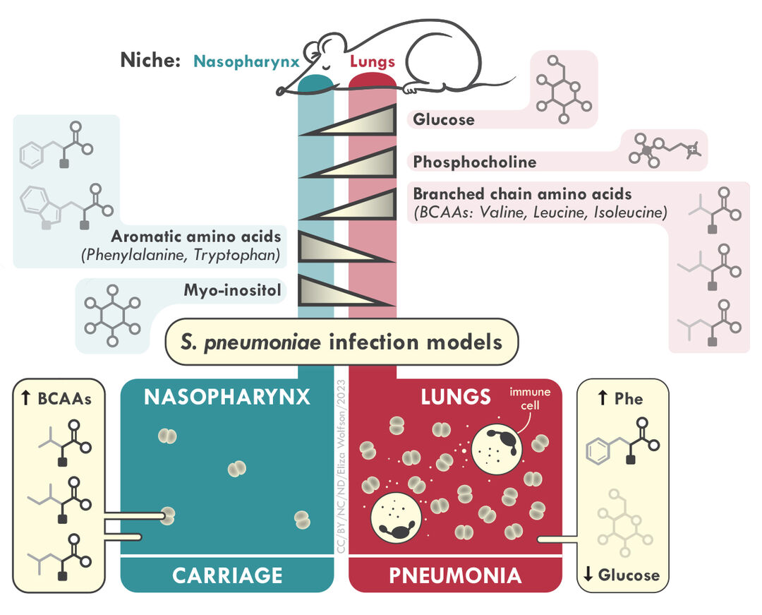 Upper and lower airway microenvironments offer different challenges and opportunities to bacterial pathogens