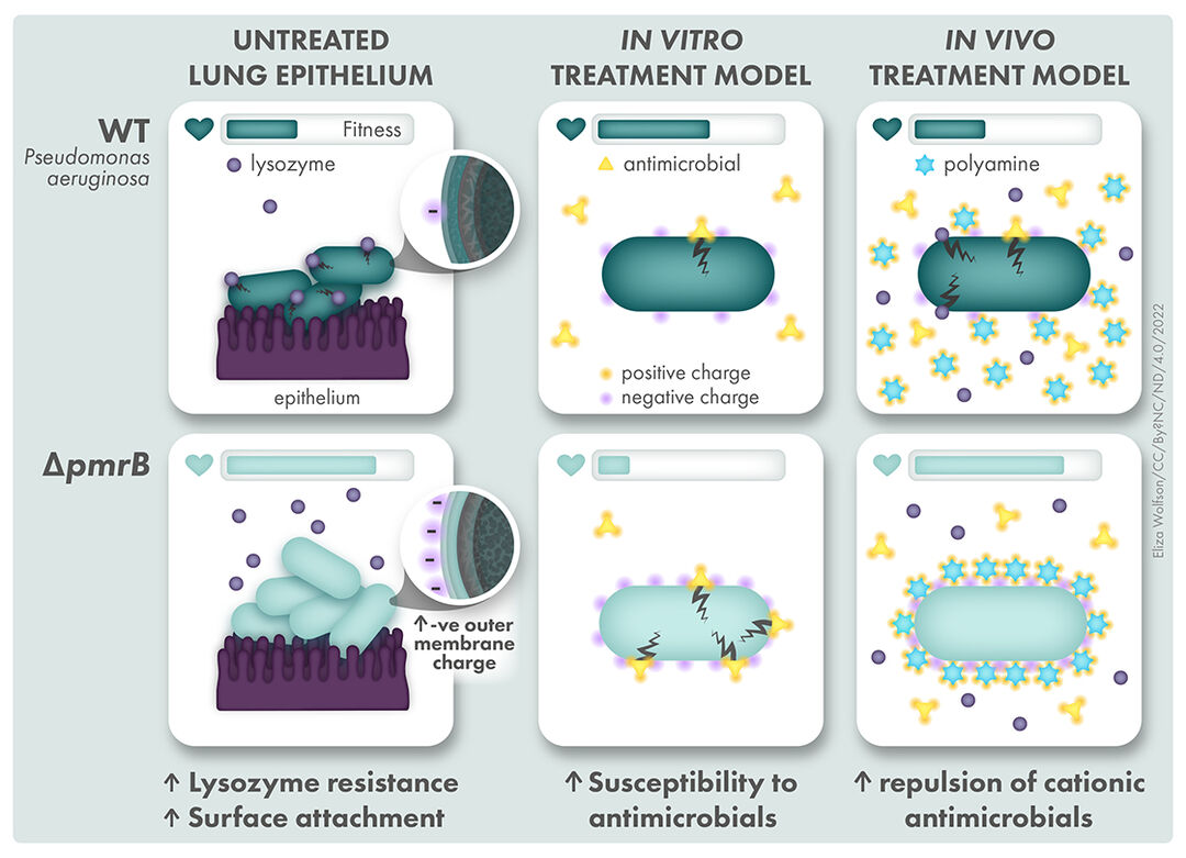 Pseudomonas aeruginosa sequesters host factors to avoid antibiotic killing
