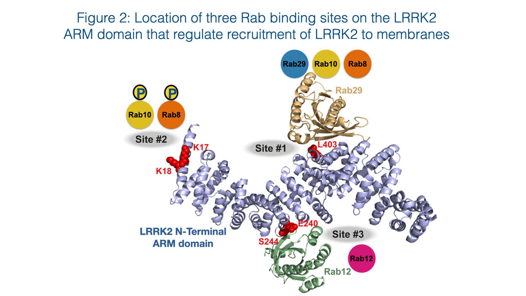 Graphic showing location of three Rab binding sites on the LRRK2 ARM domain