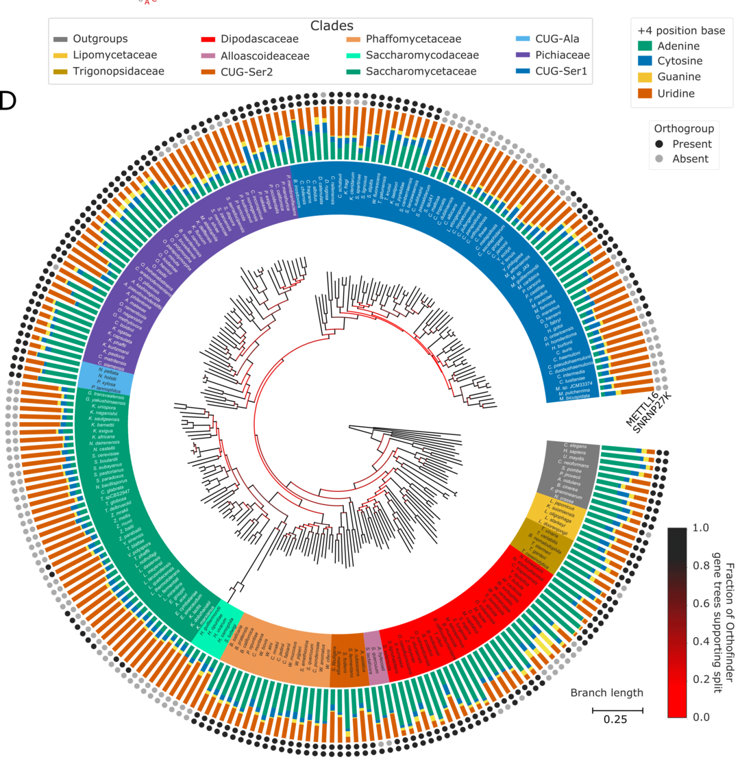 The image shows a phylogenetic tree of 227 Saccharomycotina species and an outgroup of 13 species with well-annotated genomes, including the human genome. The overall tree and the branches of relatedness between species make an almost complete circle. Rings around the outside of the tree first give the species name. 