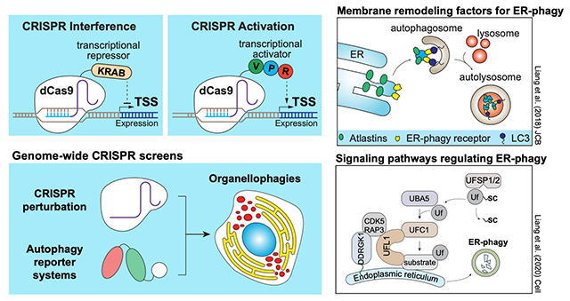 Figure legend: (Left) The Liang lab uses genome-wide CRISPRi and CRISPRa screening approaches to uncover novel factors that regulate organelle homeostasis. We previously demonstrated that ER membrane remodelling via the activity of Atlastins (a family of ER transmembrane GTPases) regulates ERphagy. (Right) Using genome-wide CRISPRi screen, we further identified ER surface UFMylation, a form of Ubiquitin-like modification, as a key regulator of ERphagy