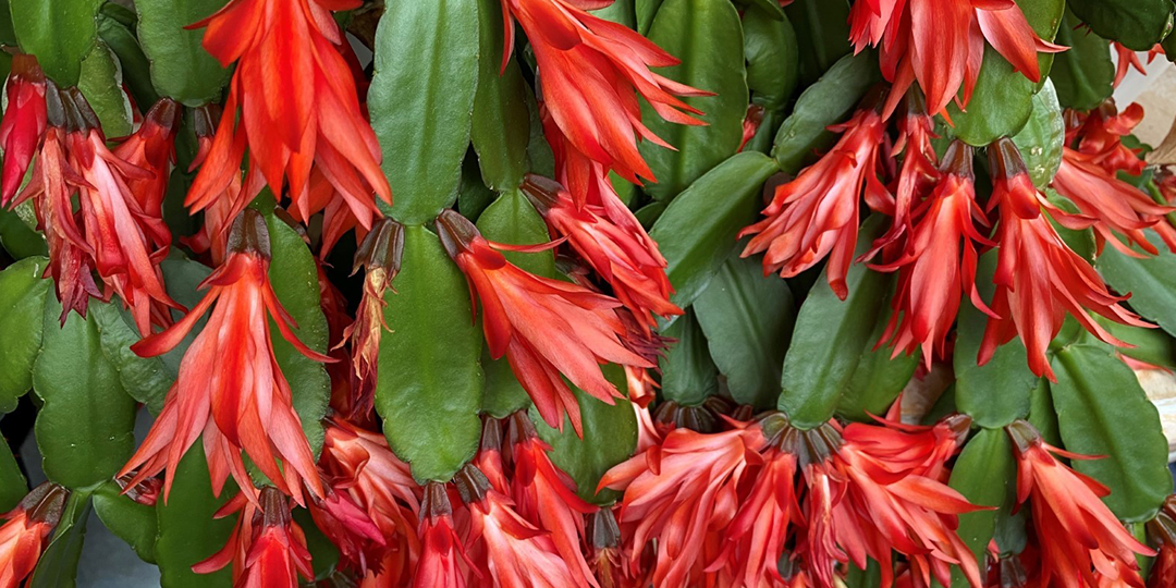 Close up of Christmas Cactus flowerheads