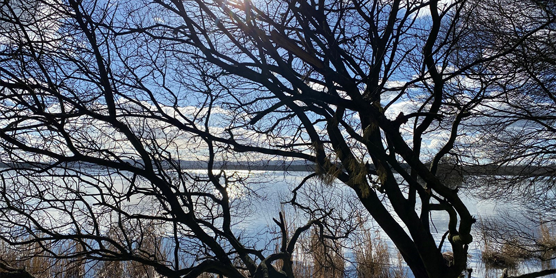 Silhouette of trees beside a lake or loch in autumn or winter time 