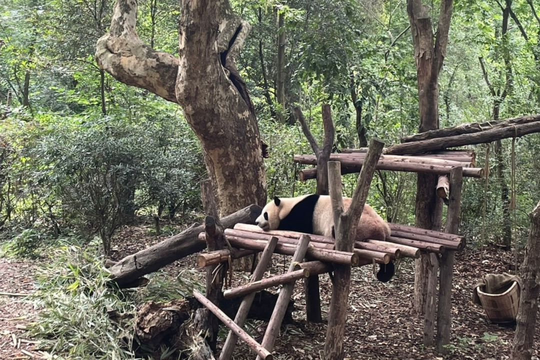 A panda lies on it's front on a wooden platform in a forest.