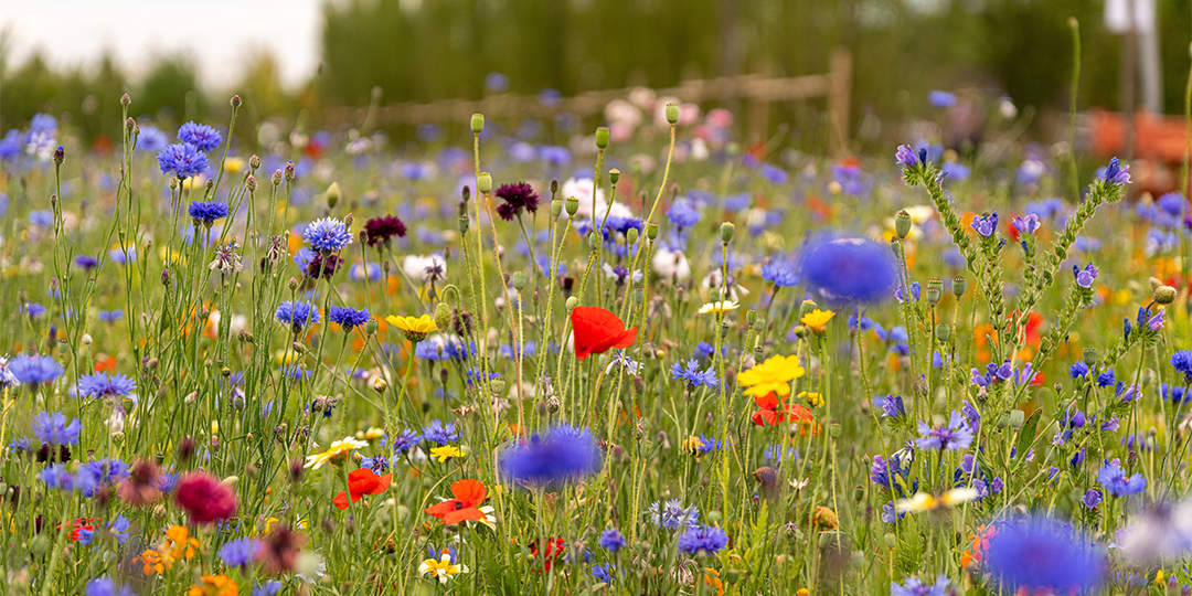 A wildflower meadow