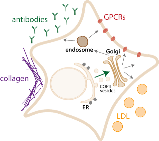 Cartoon showing key secreted proteins from a human cell.