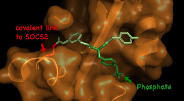 image of the developed compound