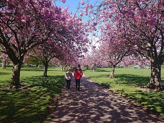 cherry blossom trees alongside path in park