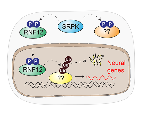 Diagram showing RNF12 functions 