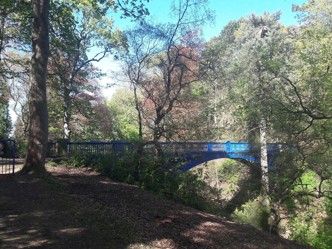 blue bridge spanning gorge between trees