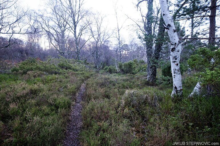 path going through forest