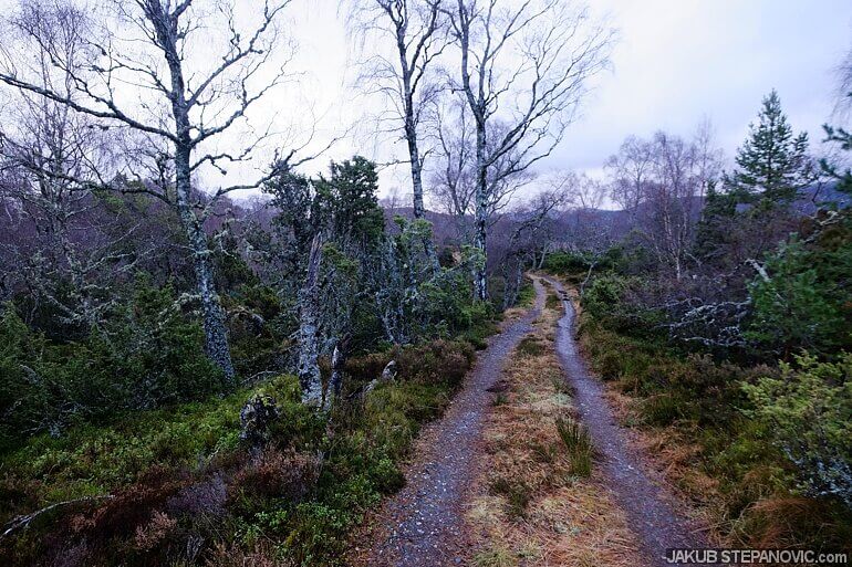 path through forest