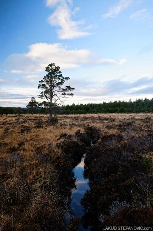 tree standing alone on moor