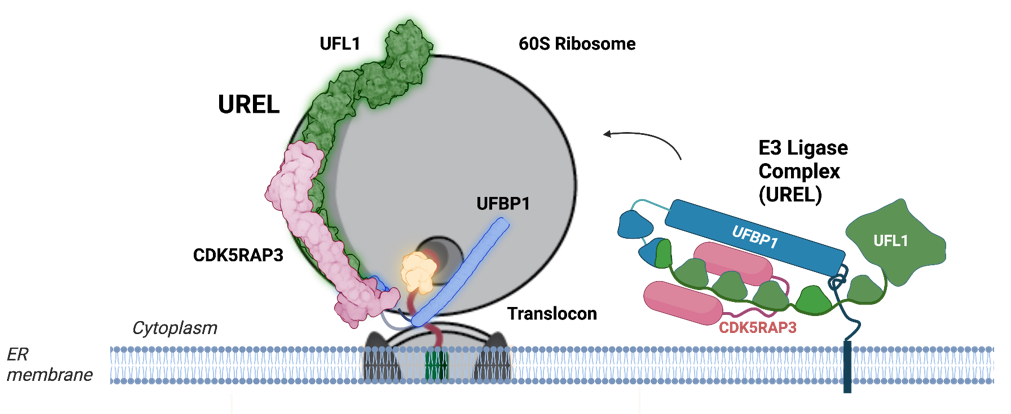 Schematic cartoon representation illustrating how the UFM1 ligase complex binds to 60S ribosomal subunit. (Figure was generated in Biorender) The ligase complex encircles the ribosome, forming a C-clamp-like architecture. One end of the complex (UFBP1, highlighted in blue) inserts itself into the junction between the ribosome and the translocon, wedging the 60S ribosomal subunit away from the translocon.