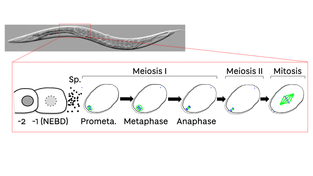 The Figure shows image of a C. elegans worm is shown. The schematic below highlights the steps from nuclear envelope breakdown.