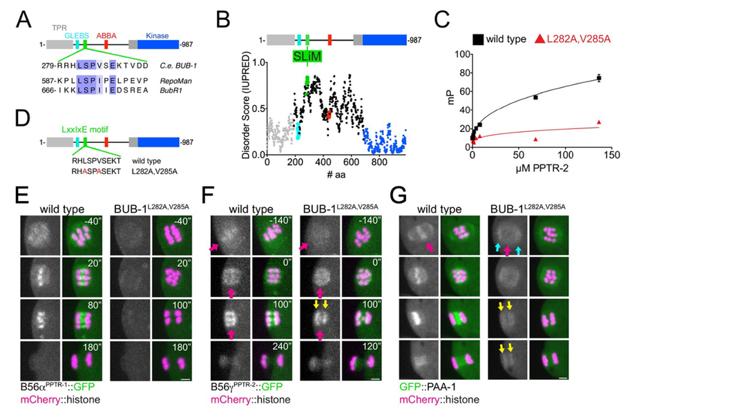 The Figure shows 1) that C. elegans PPTR-2 interacts with the LxxIxE motif in BUB-1 and 2) the dynamic localisation of PP2A scaffold (PAA-1) and regulatory subunits (B56s) throughout meiosis.