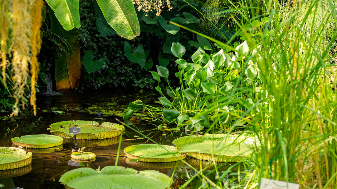 Large lily pads on a pond in the Botanic Garden