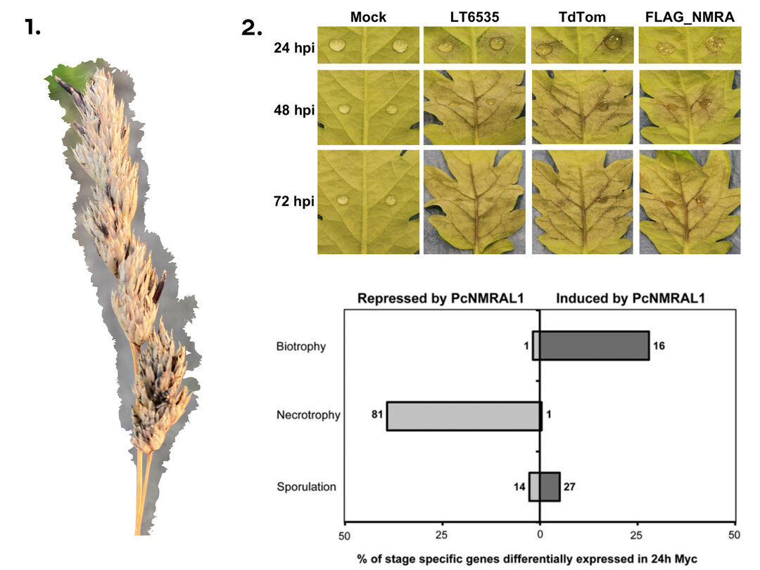 Image of a wild grass. Two panels. Upper leaves with droplets of liquid on them. Lower: Bar graph.