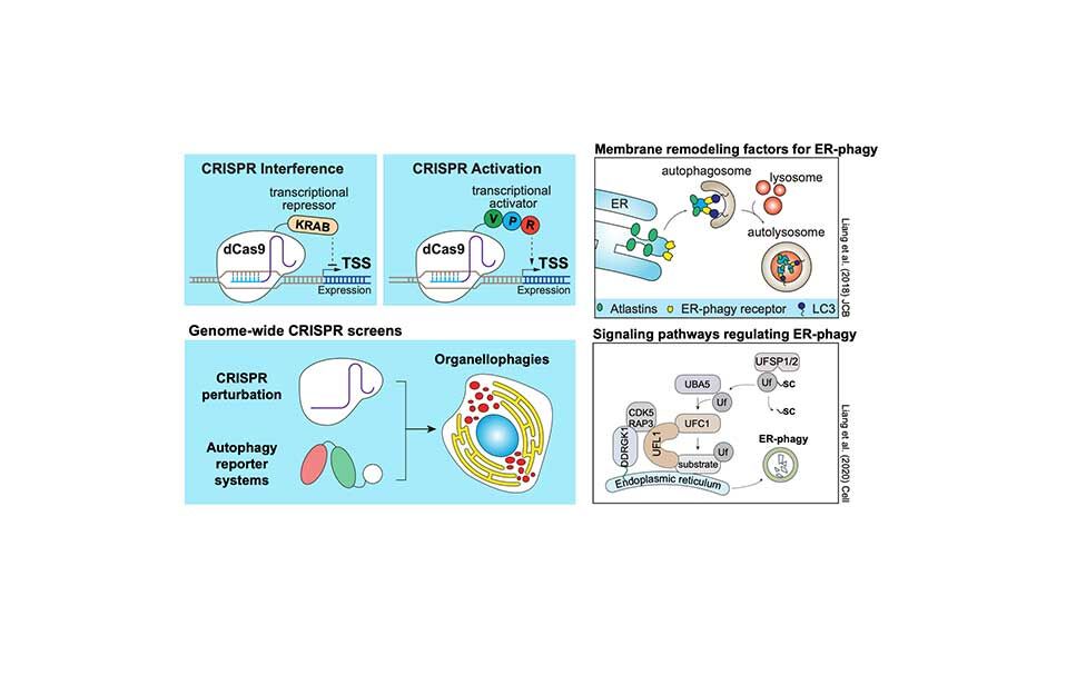 Figure legend: (Left) The Liang lab uses genome-wide CRISPRi and CRISPRa screening approaches to uncover novel factors that regulate organelle homeostasis. We previously demonstrated that ER membrane remodelling via the activity of Atlastins (a family of ER transmembrane GTPases) regulates ERphagy. (Right) Using genome-wide CRISPRi screen, we further identified ER surface UFMylation, a form of Ubiquitin-like modification, as a key regulator of ERphagy