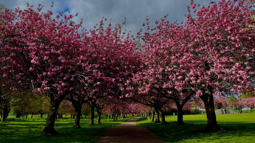 Rows of cherry trees with pink blossoms in a park