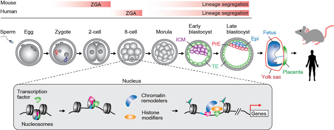 A schematic illustration showing mammalian early development