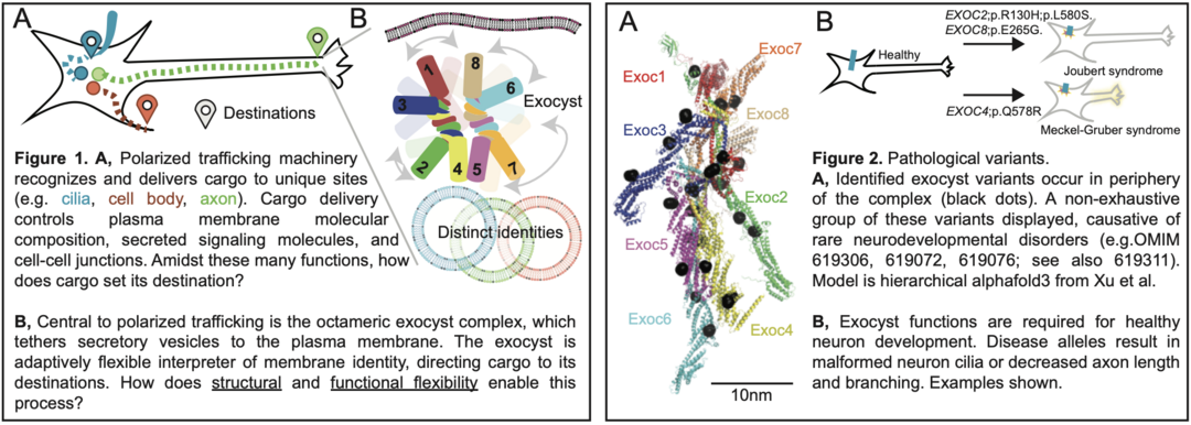 Schematic of a cell showing distinct destinations, where a protein complex called the exocyst functions. Also, a protein model of the exocyst showing locations of disease variants.