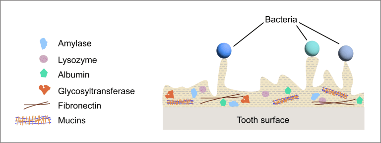 Diagram showing adhesion of pioneer bacteria to the salivary pellicle