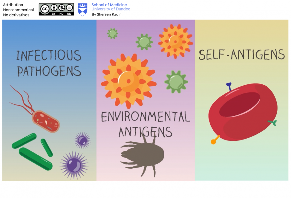 Medical illustration of allergens