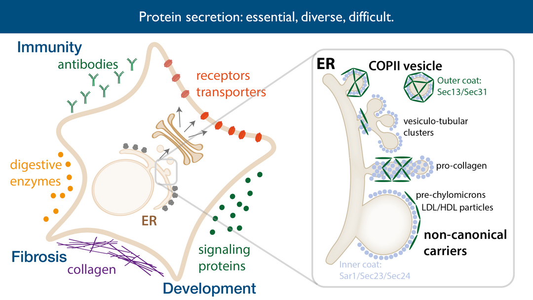 Schematic of protein secretion