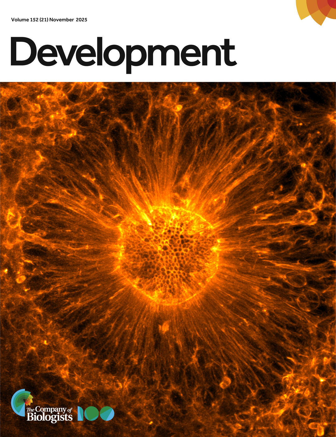 Bright orange fluorescent microscopy image of a human cortical rosette, showing a circular structure with densely packed cells at the center and radiating actin filaments extending outward like sun rays. The image appears on the cover of the journal Development, Volume 152 (21), November 2025, with The Company of Biologists logo in the lower-left corner.