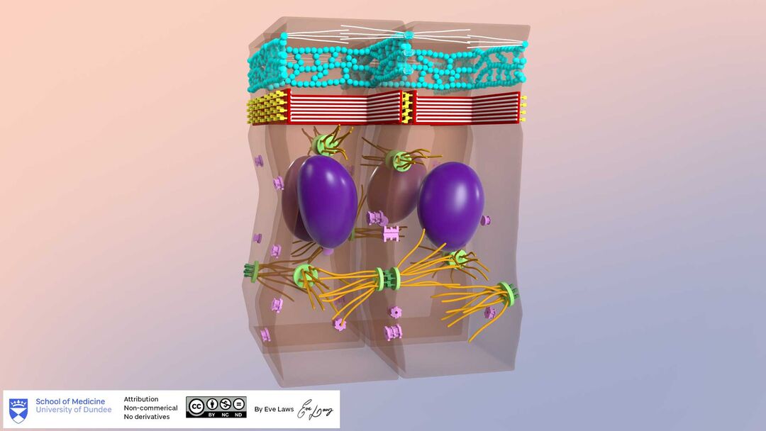 Intercellular junction 3d model