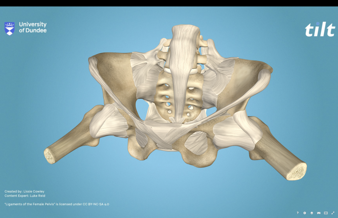 3D model of the ligaments of a female pelvis.